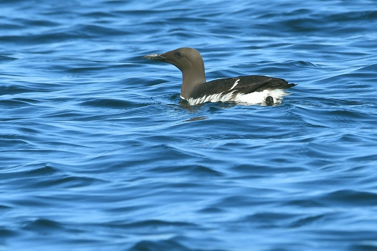 Common Murre - ML357350751