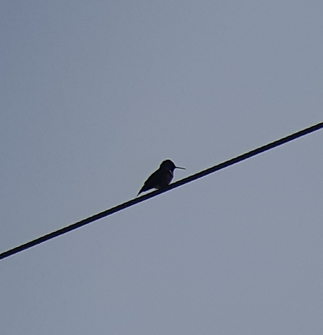 Yakut Boğazlı Kolibri - ML357351301