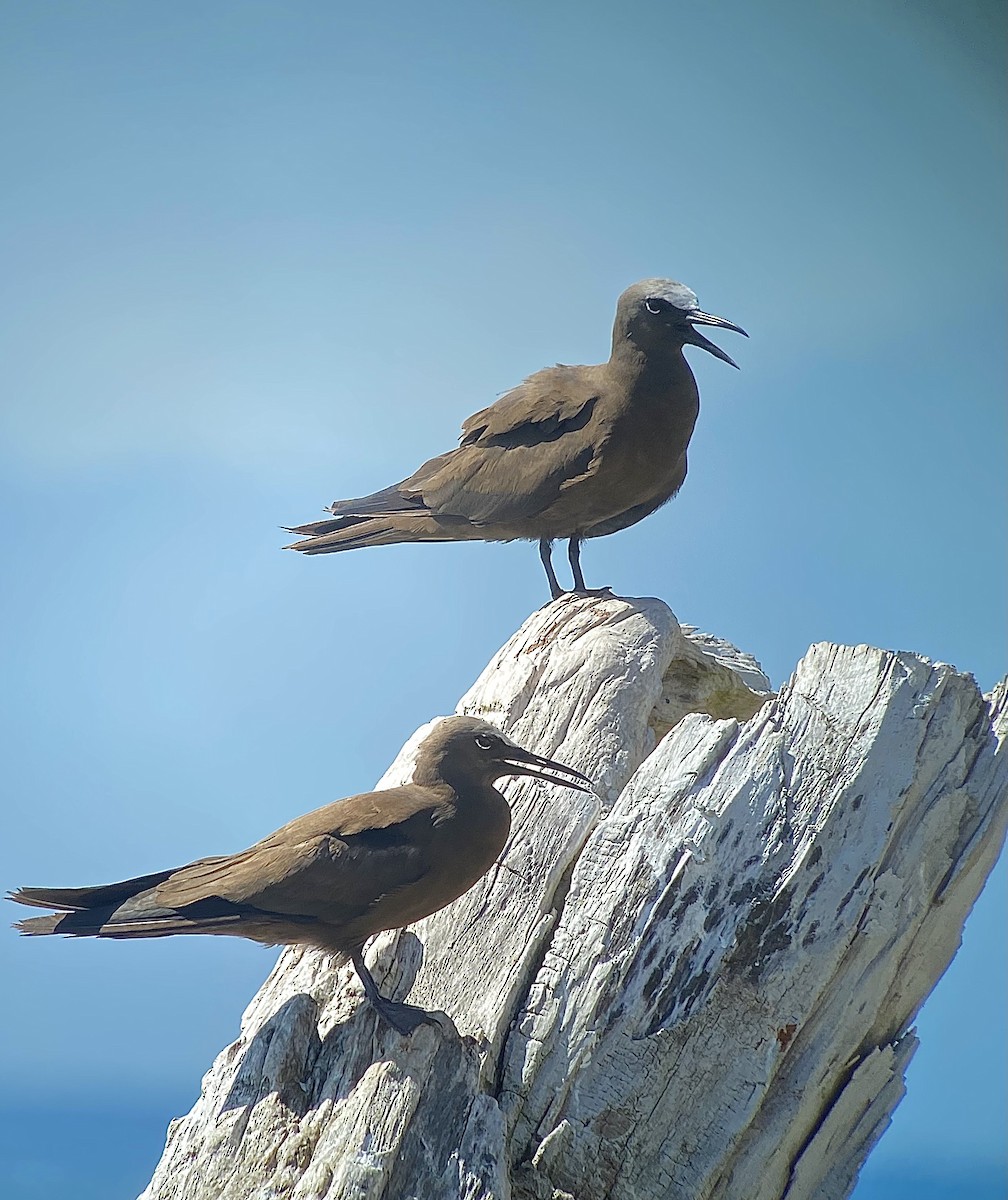 Brown Noddy - ML357351601