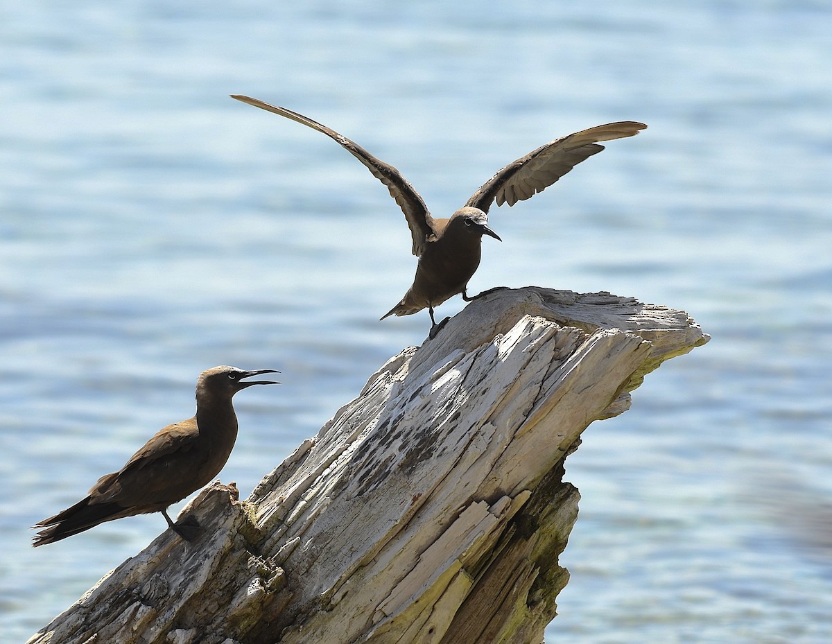 Brown Noddy - William Orellana (Beaks and Peaks)