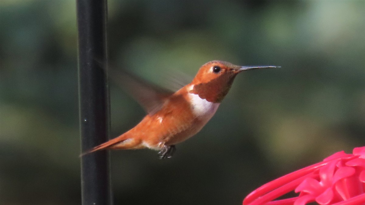 Rufous Hummingbird - ML357352331