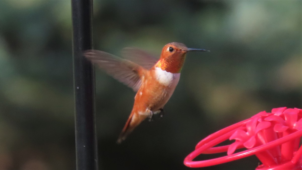 Rufous Hummingbird - ML357352401