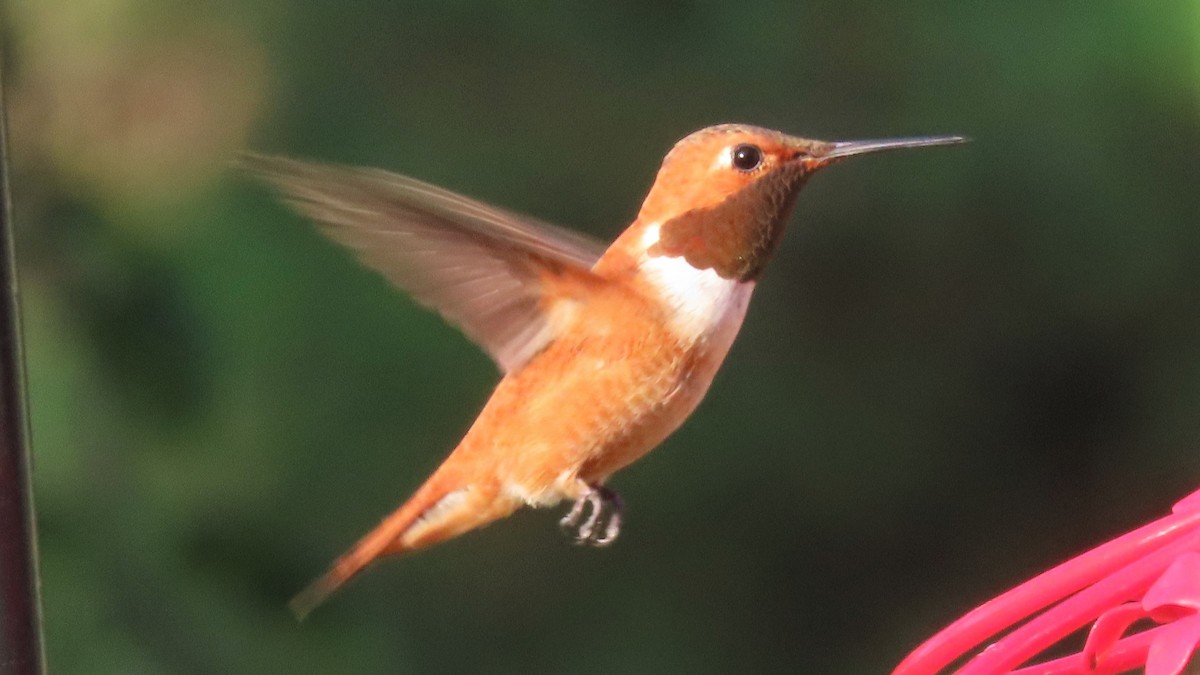 Rufous Hummingbird - ML357352441