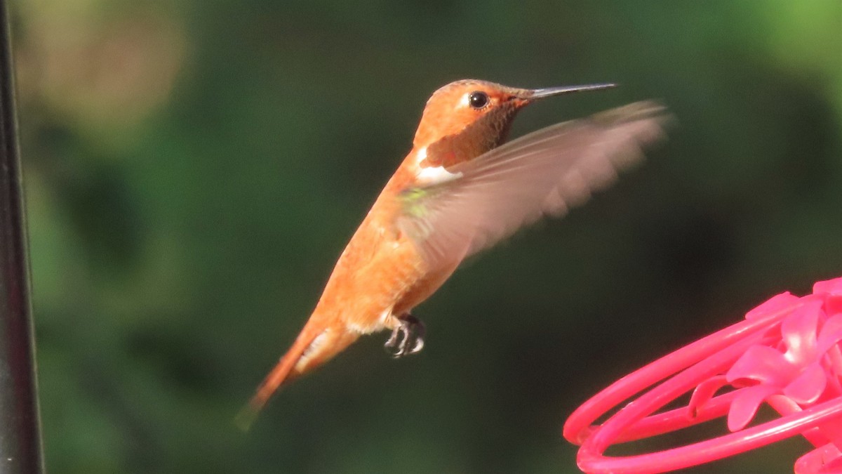 Rufous Hummingbird - ML357352451