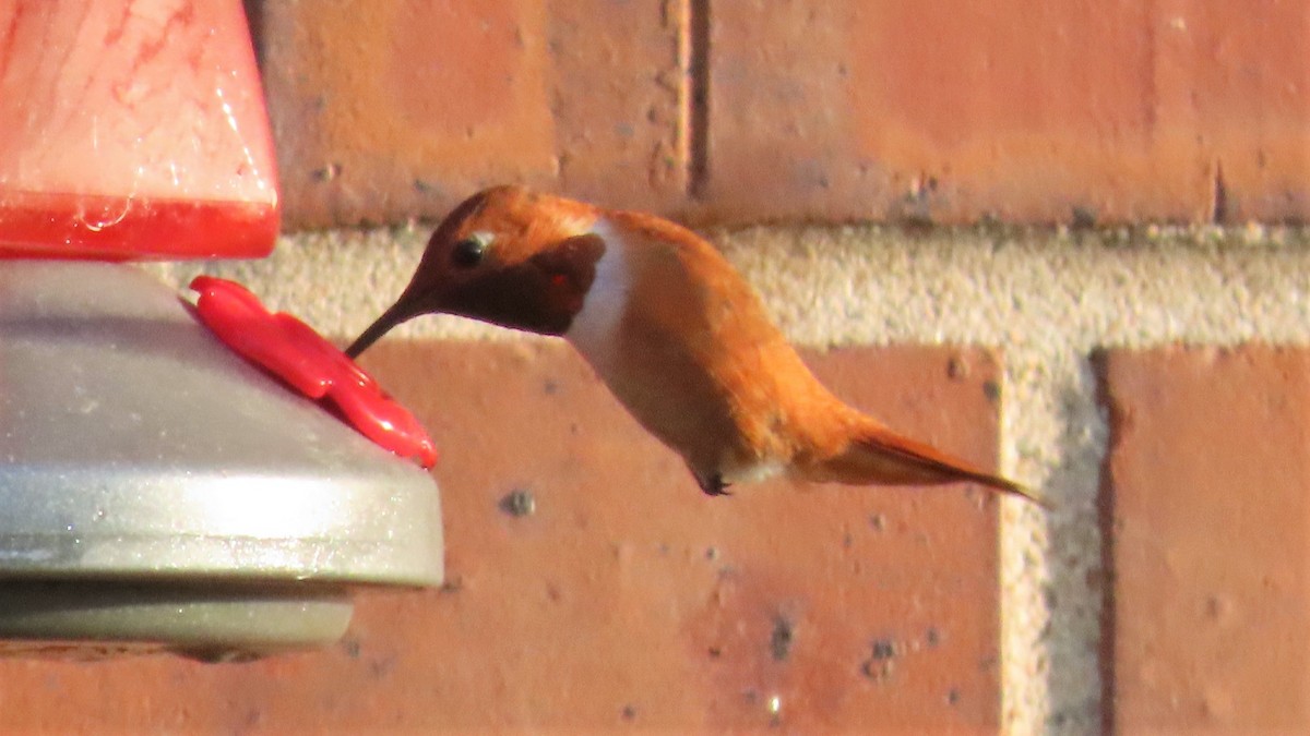 Rufous Hummingbird - ML357352531