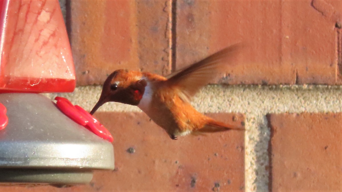 Rufous Hummingbird - ML357352541