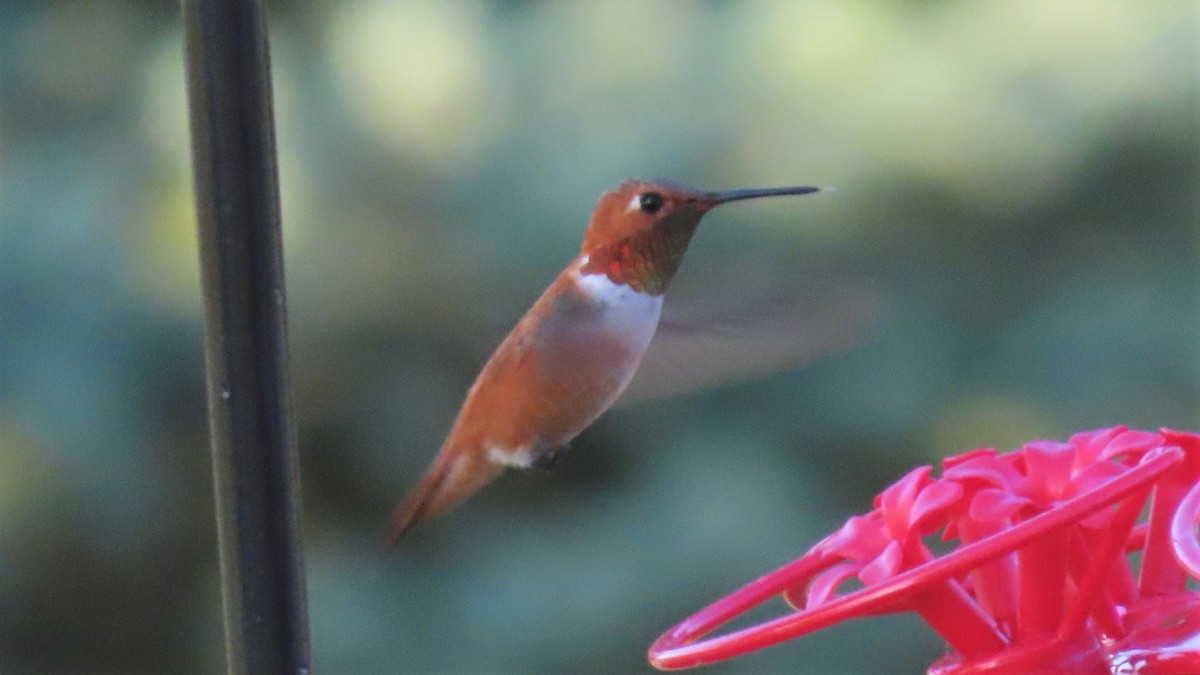 Rufous Hummingbird - ML357352571
