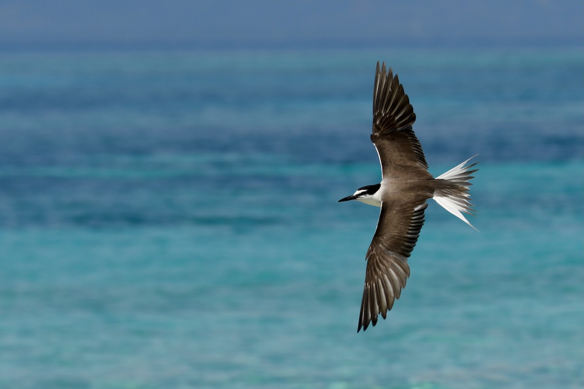 Bridled Tern - ML357352971