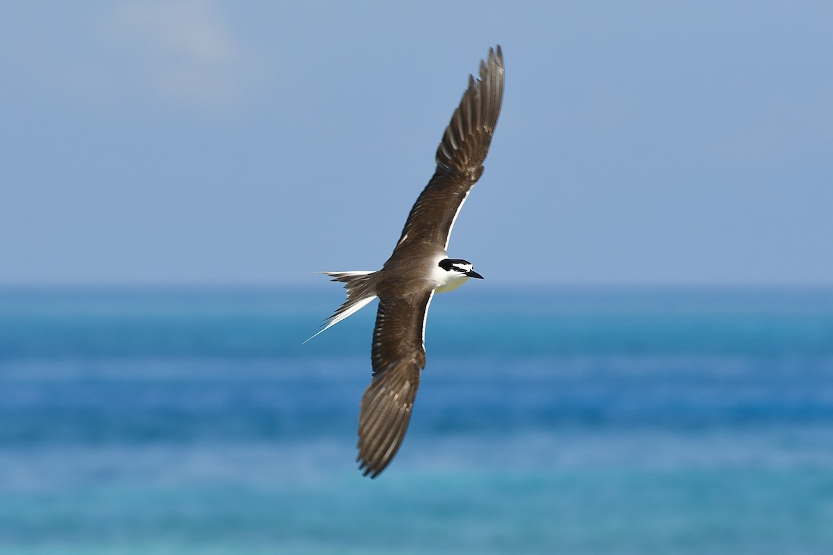 Bridled Tern - William Orellana (Beaks and Peaks)