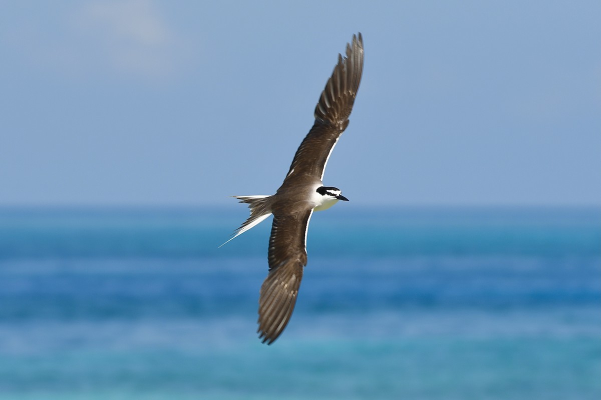 Bridled Tern - ML357352991