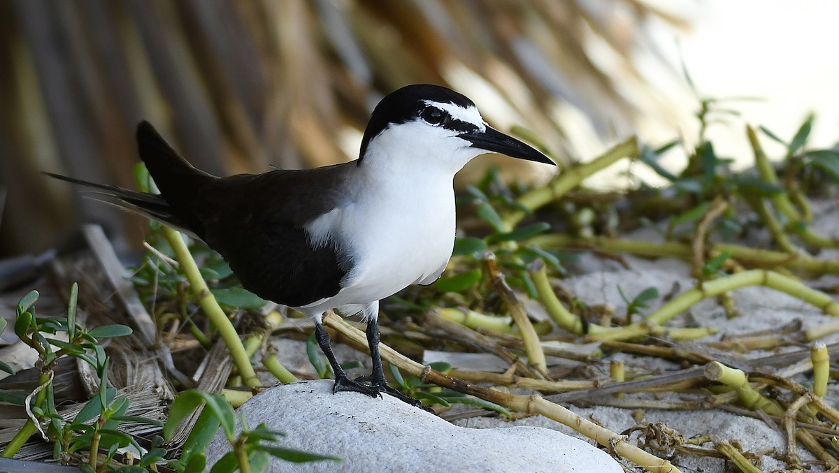 Bridled Tern - William Orellana (Beaks and Peaks)