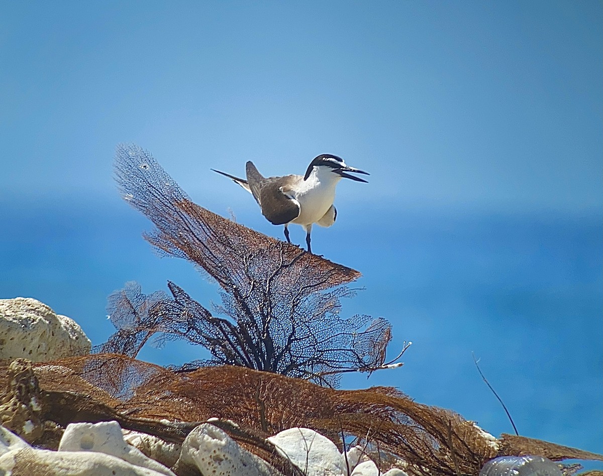 Bridled Tern - ML357353041