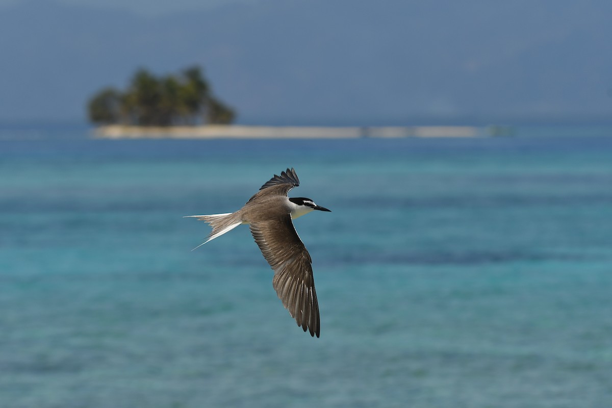 Bridled Tern - ML357353051