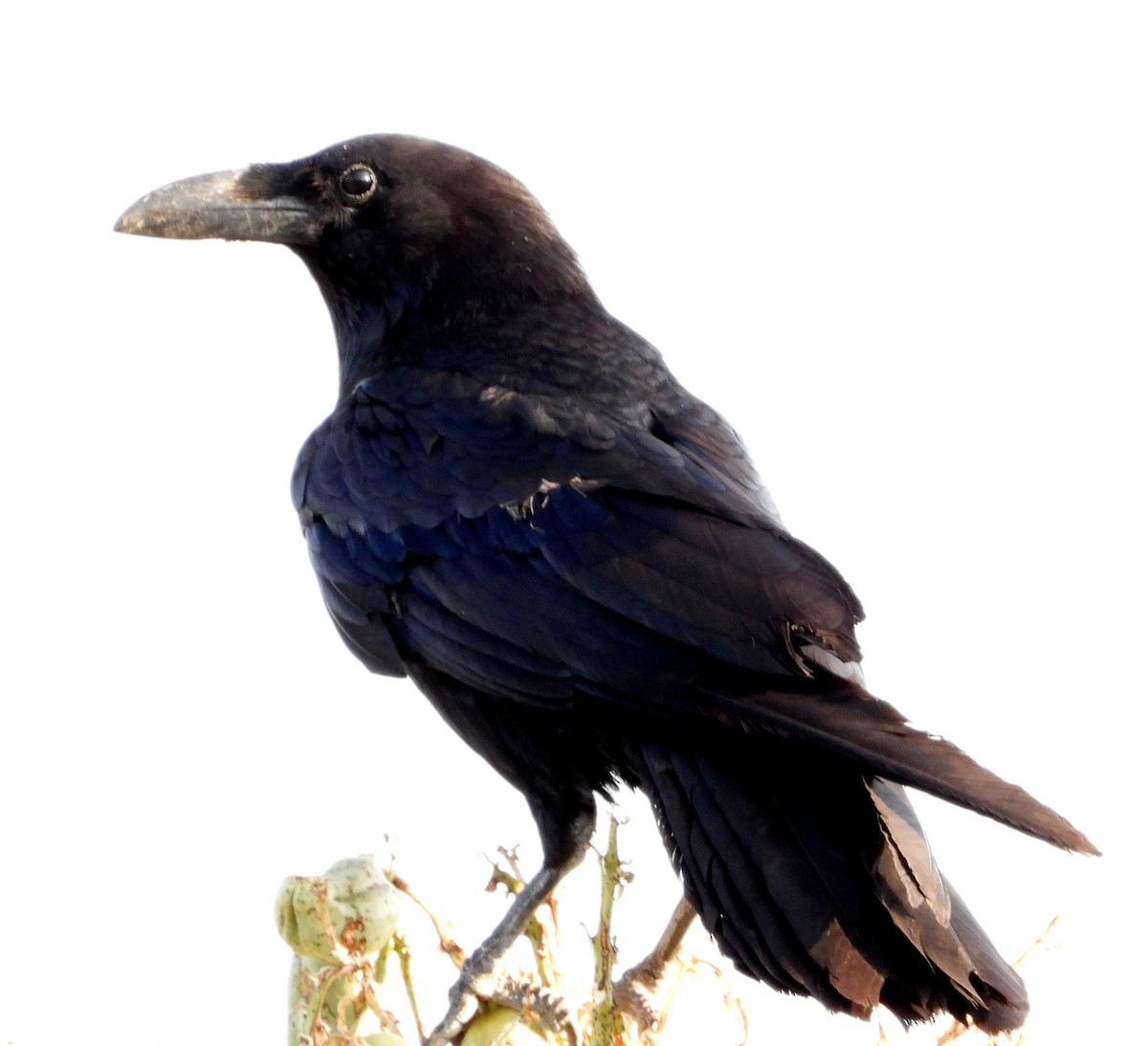 Common Raven - ML357353361