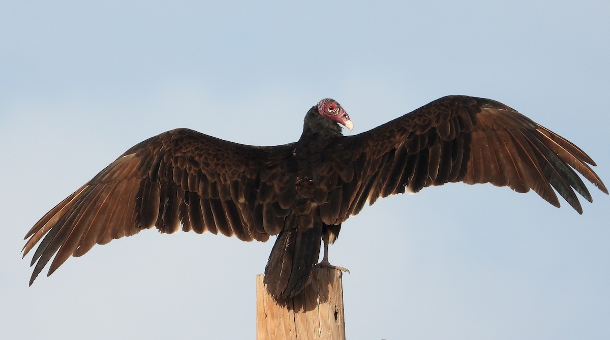 Turkey Vulture - ML357353381