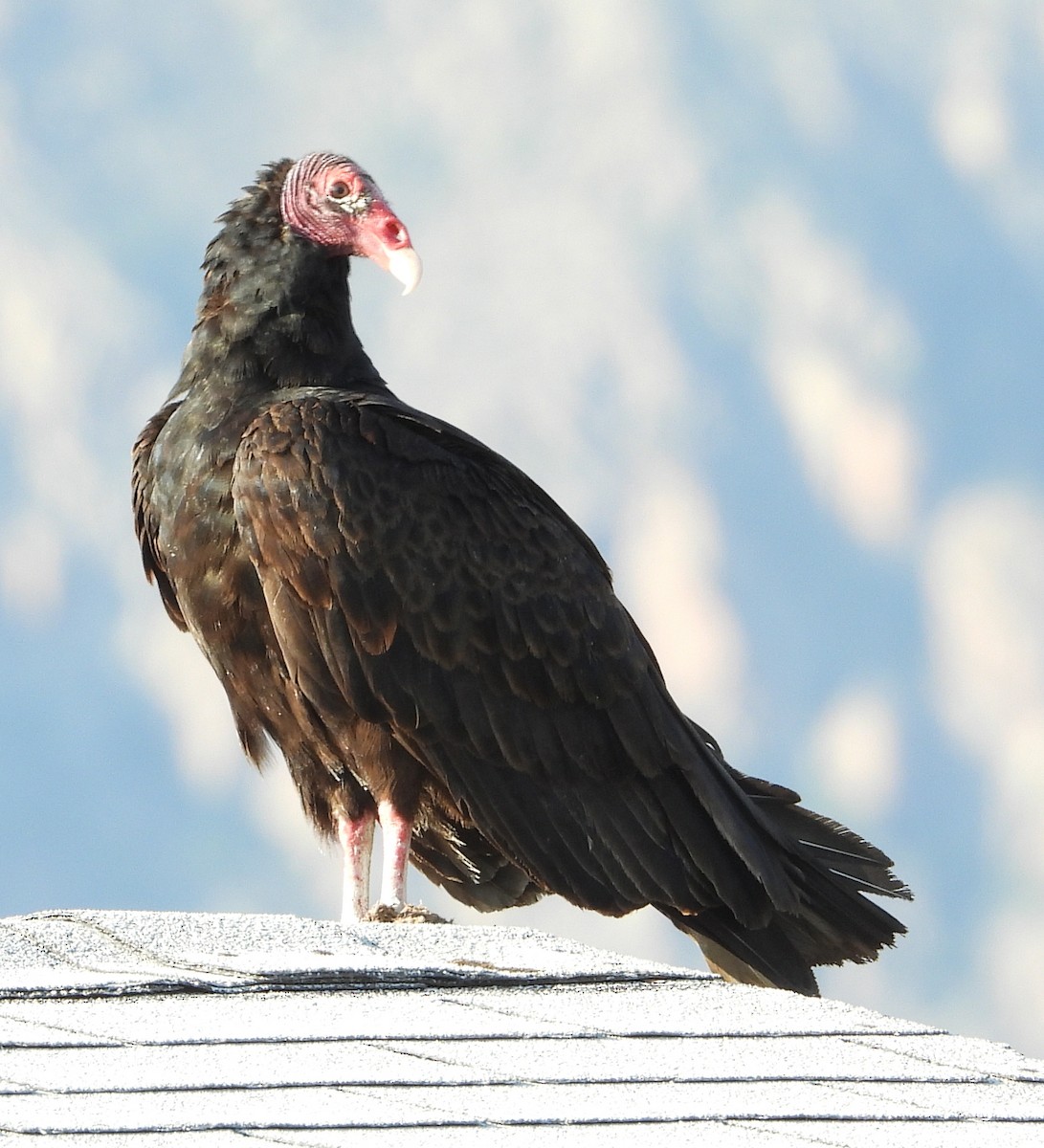 Turkey Vulture - ML357353401