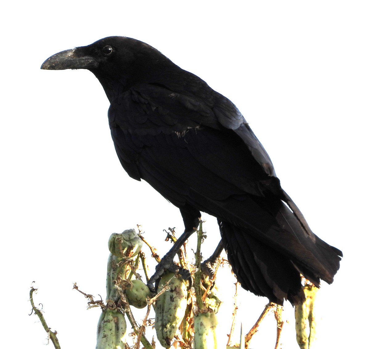 Common Raven - ML357353411