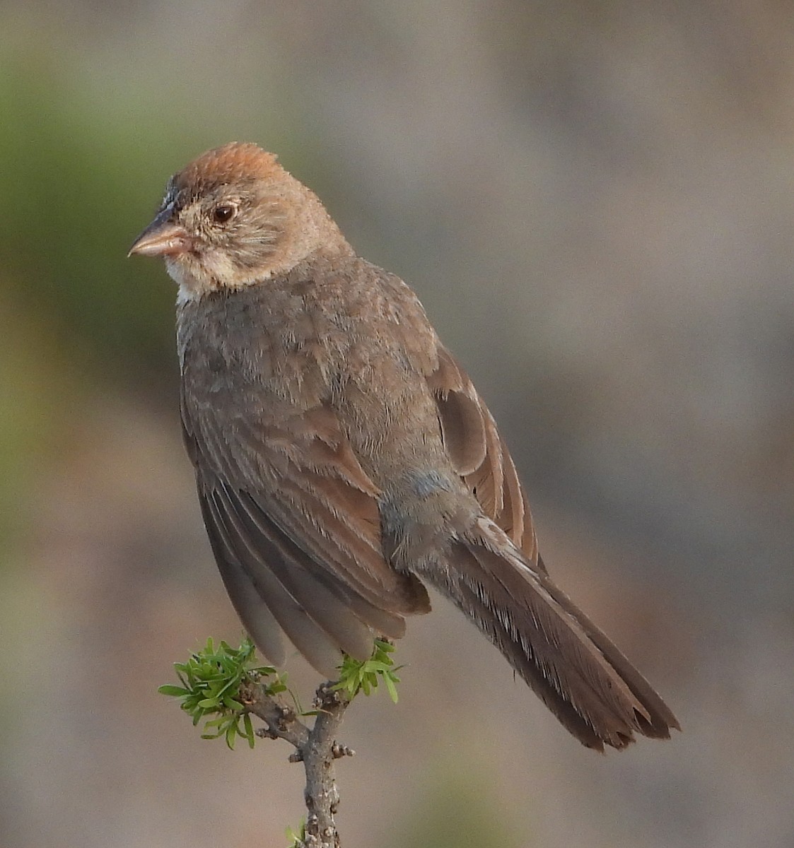 Canyon Towhee - ML357353501