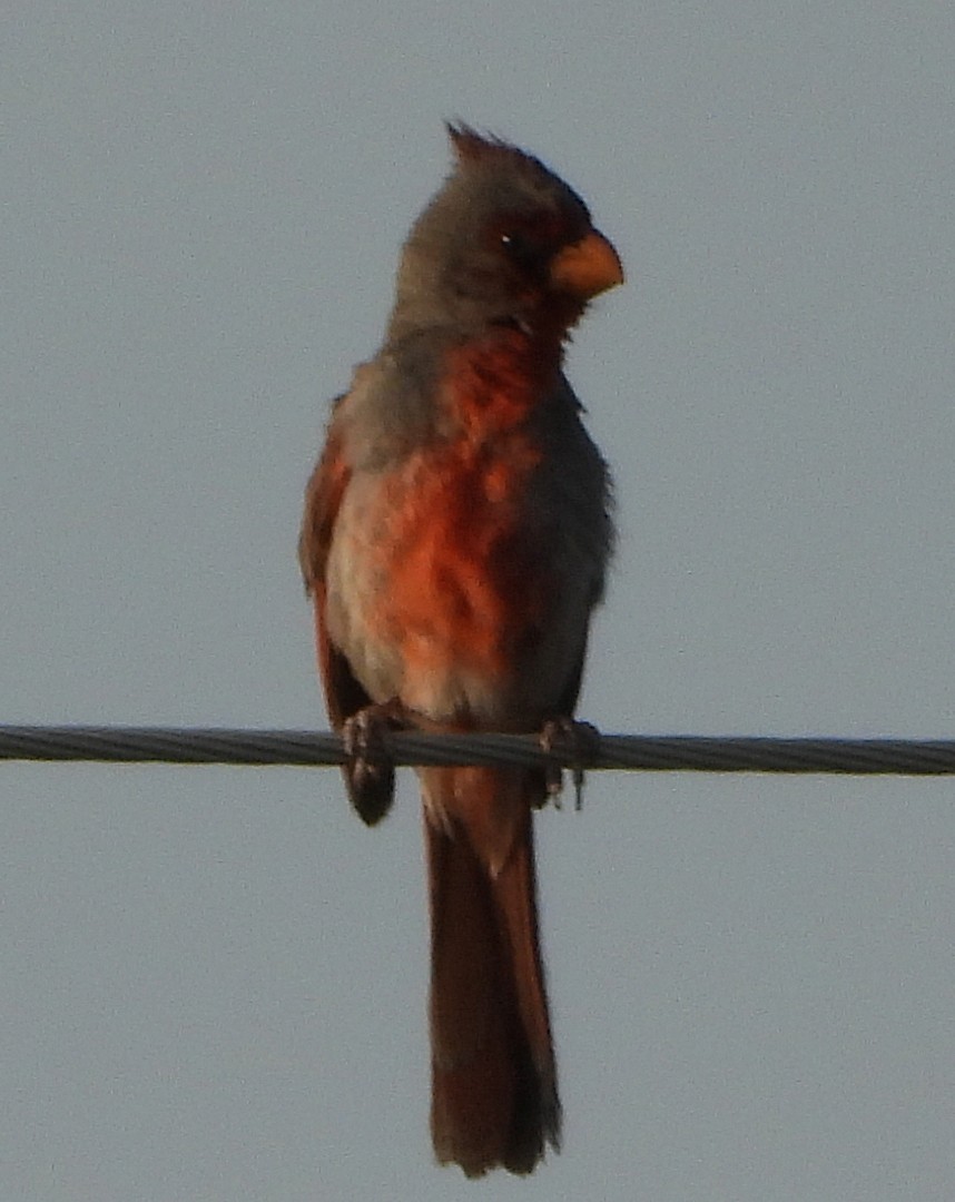 Pyrrhuloxia - ML357353591