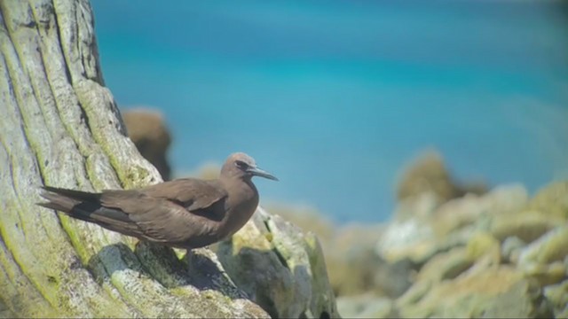 Brown Noddy - ML357353781