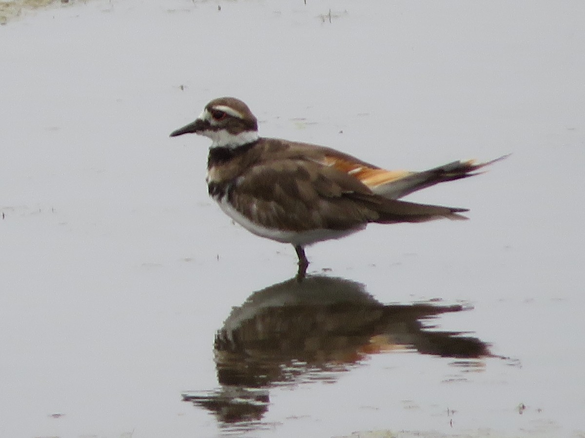 Killdeer - ML357354371