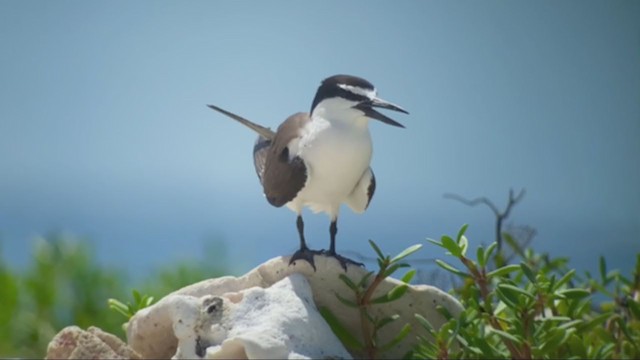 Bridled Tern - ML357355251