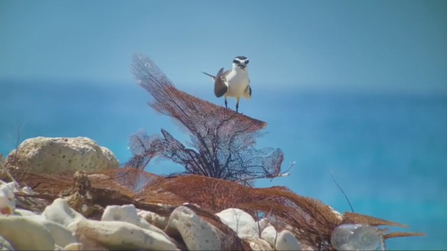 Bridled Tern - ML357355301