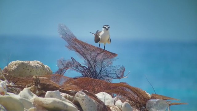 Bridled Tern - ML357355301