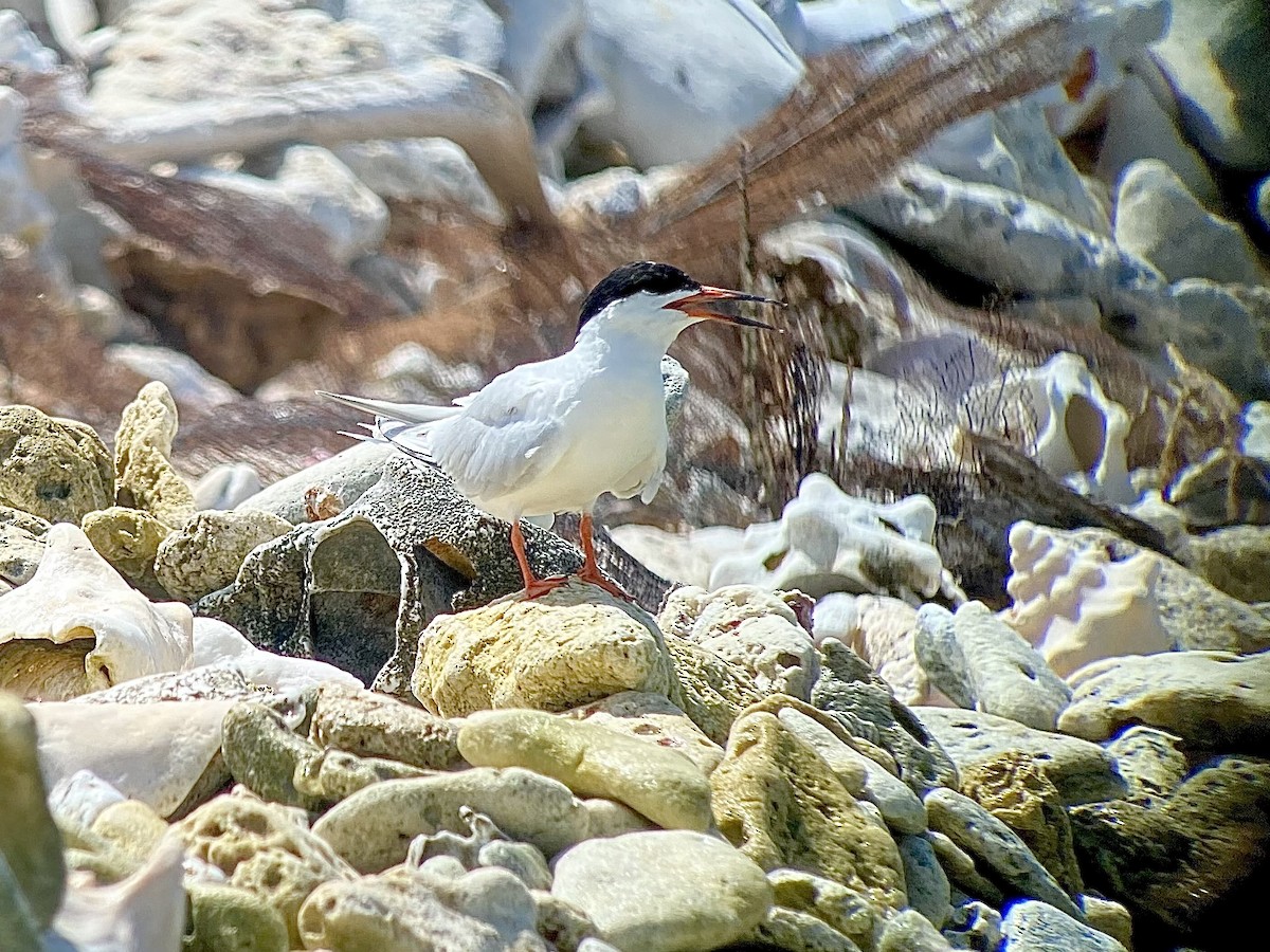 Roseate Tern - William Orellana (Beaks and Peaks)