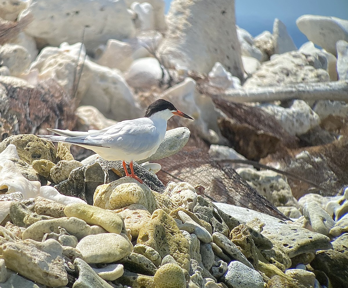 Roseate Tern - William Orellana (Beaks and Peaks)