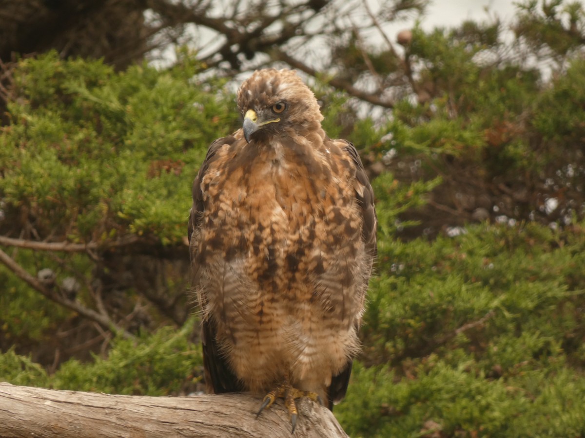 Red-tailed Hawk - ML357355831