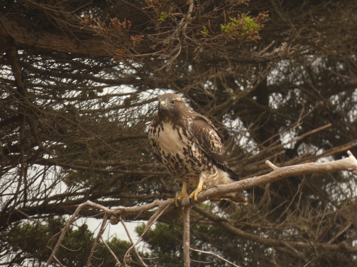 Red-tailed Hawk - ML357356041