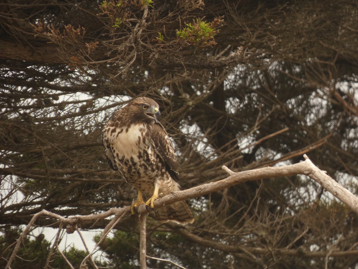 Red-tailed Hawk - ML357356201