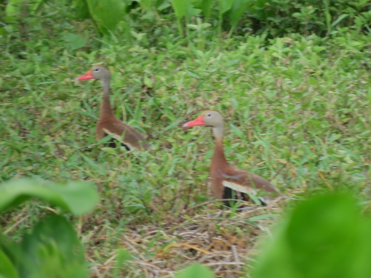 Black-bellied Whistling-Duck - ML357356211