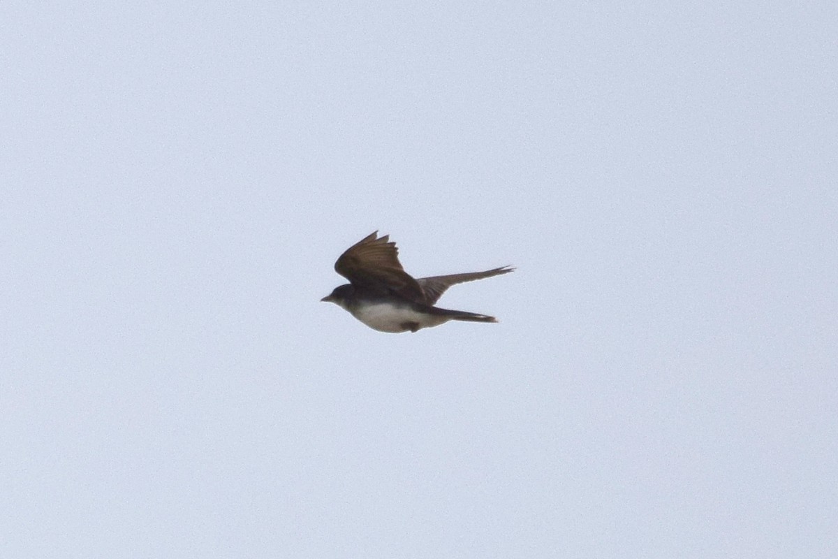 Eastern Kingbird - ML357356771