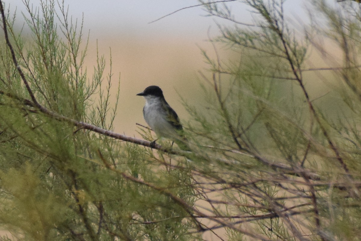 Eastern Kingbird - ML357356791