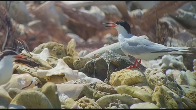 Roseate Tern - ML357356891