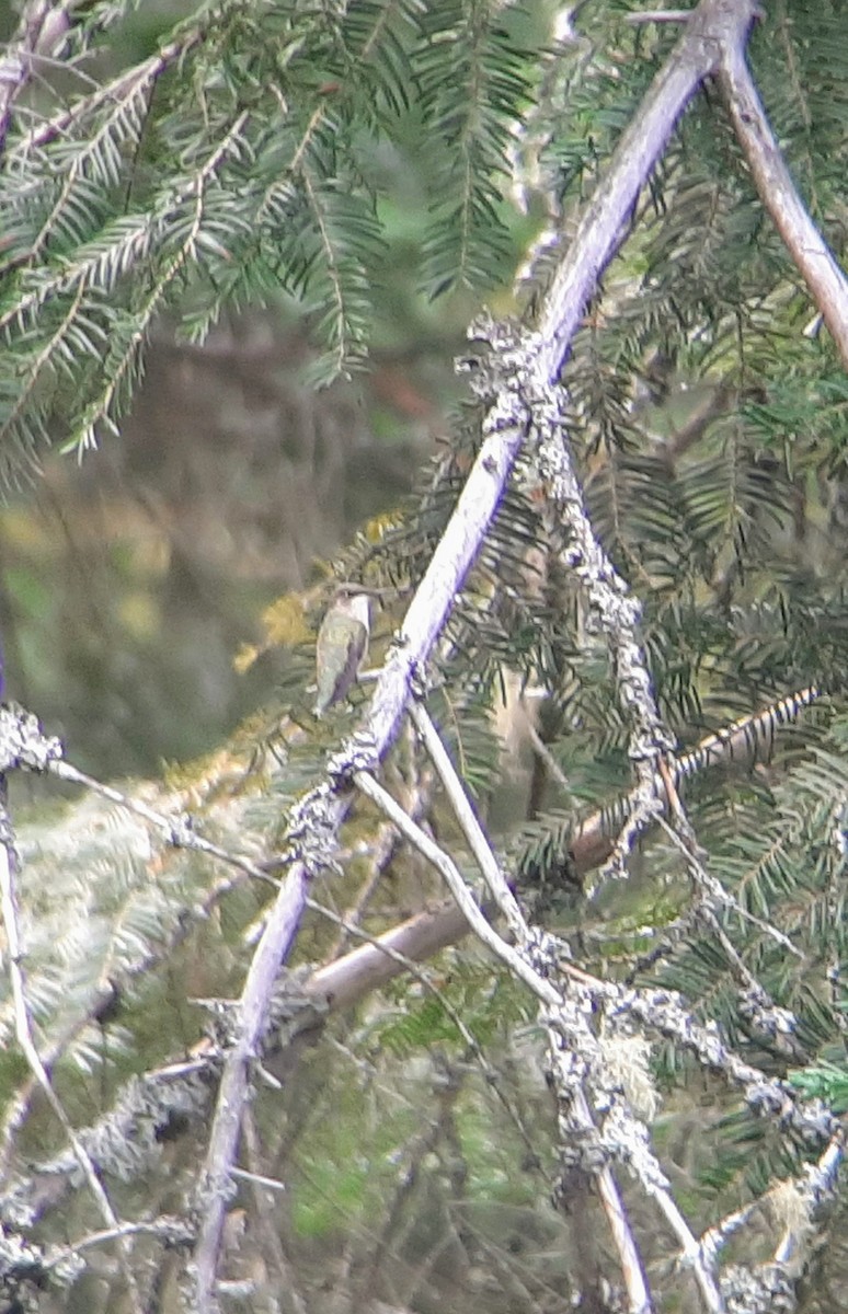 Black-chinned Hummingbird - ML357358901