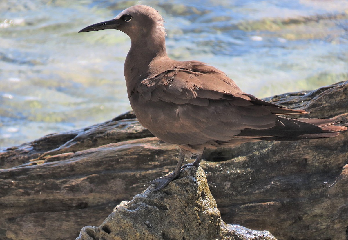 Brown Noddy - Alfonso Auerbach