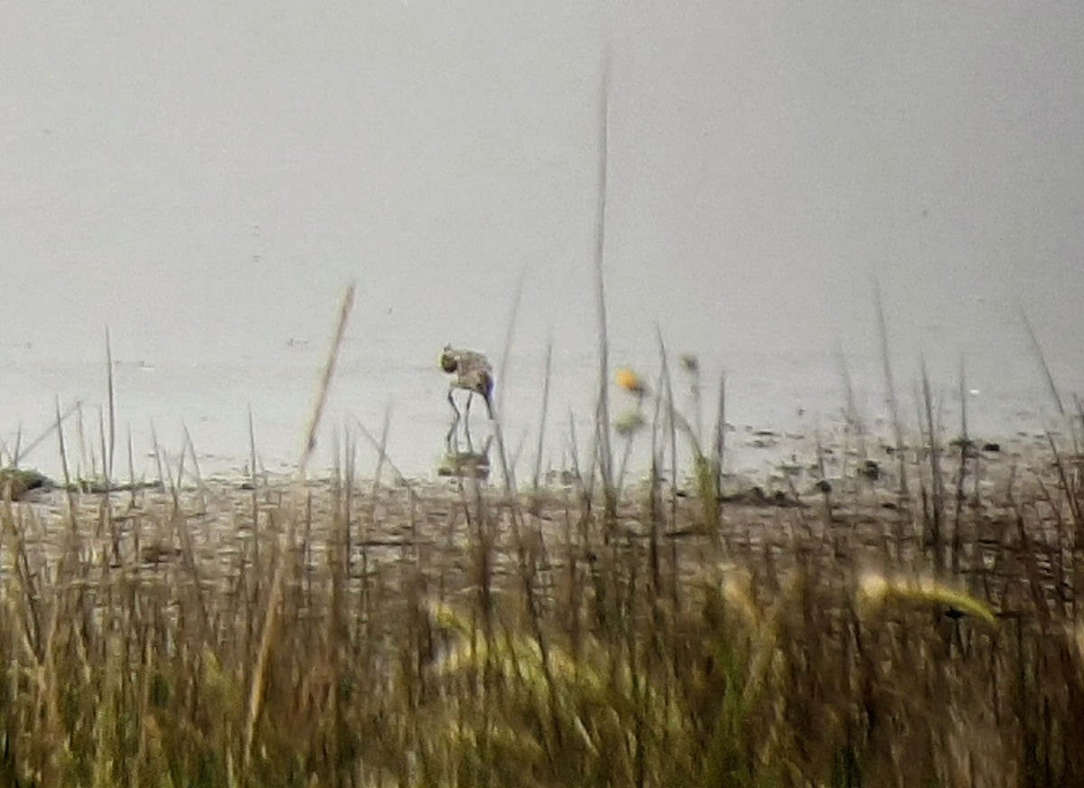 Western Sandpiper - ML357359891