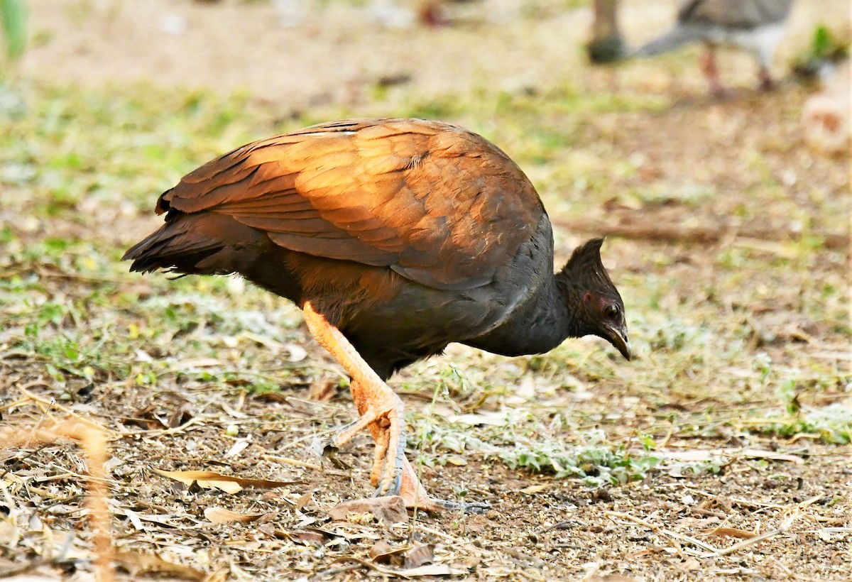 Orange-footed Megapode - ML357360581