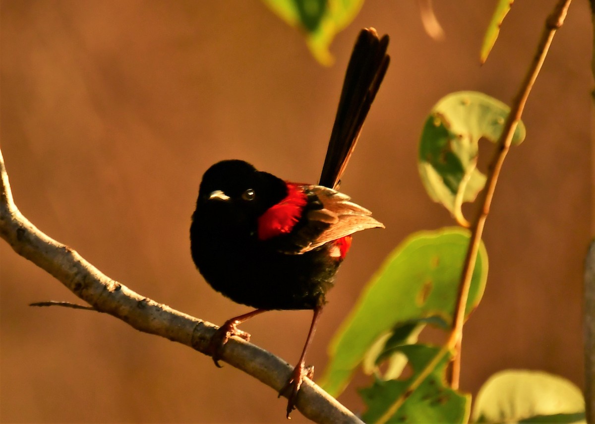 Red-backed Fairywren - ML357360801