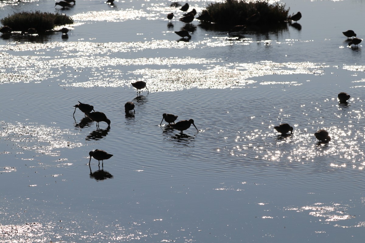 Long-billed Dowitcher - ML357361131