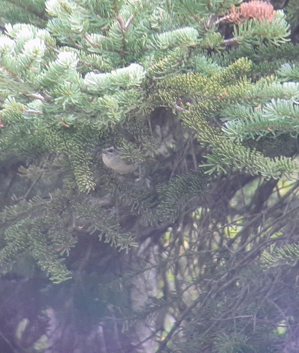 Golden-crowned Kinglet - Anonymous