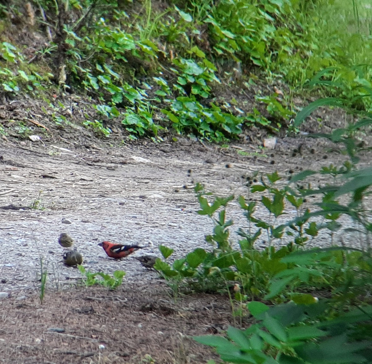 White-winged Crossbill - ML357361451