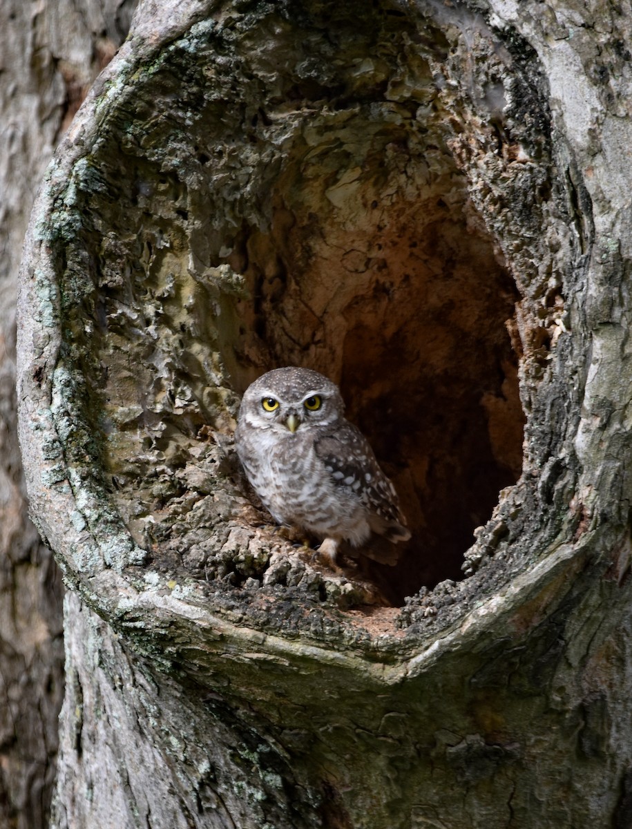 Spotted Owlet - Mohan Bala