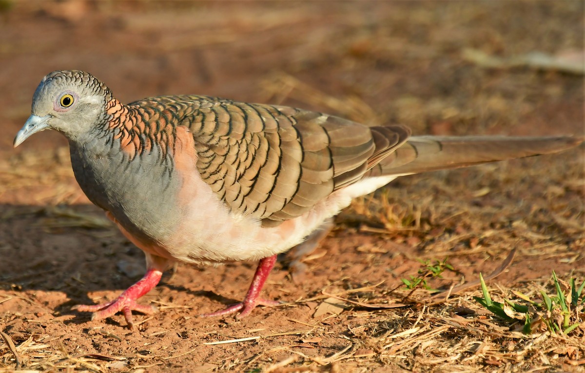 Bar-shouldered Dove - Ron Sawyer