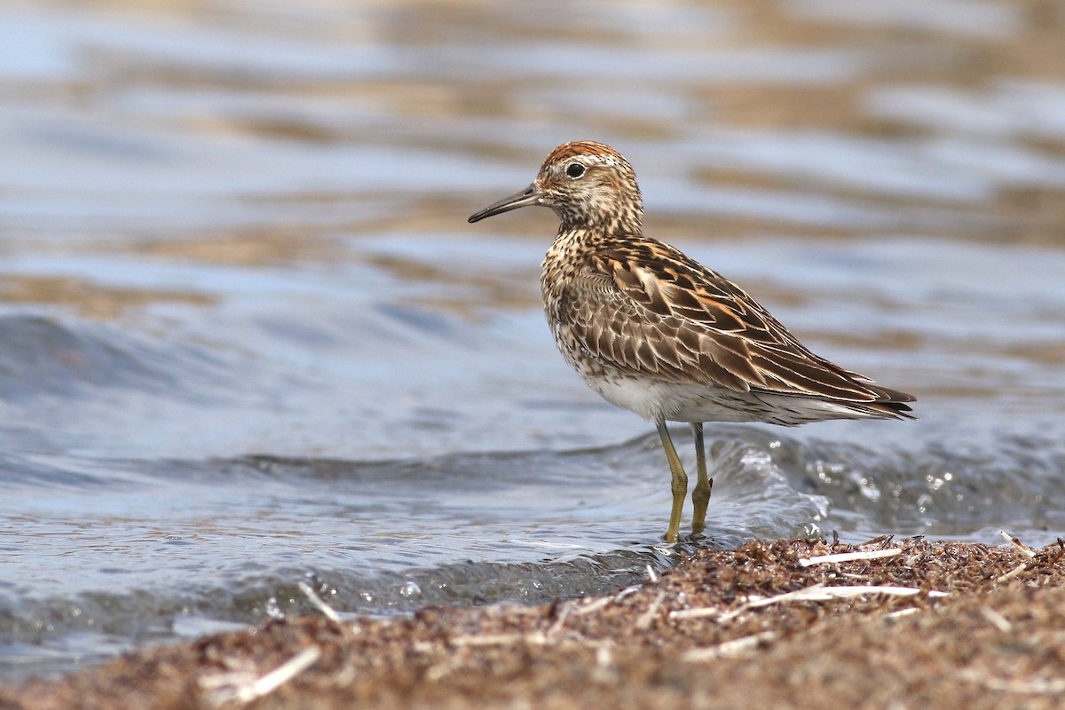 Sharp-tailed Sandpiper - ML357364001