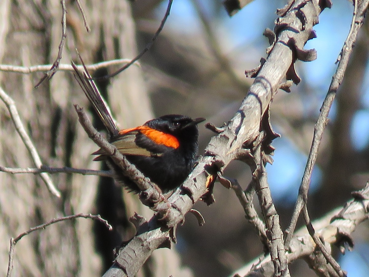 Red-backed Fairywren - ML357365461