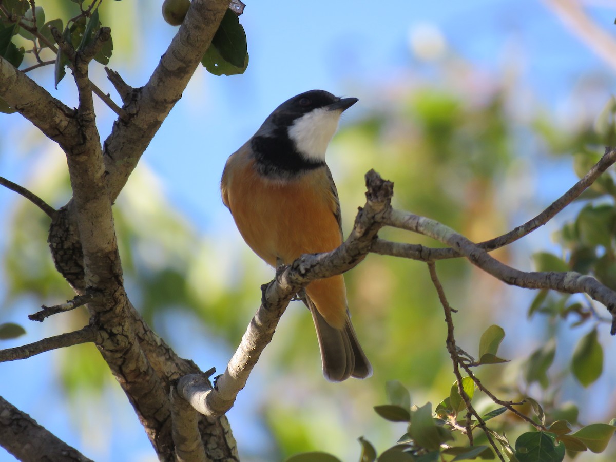 Rufous Whistler - ML357365491